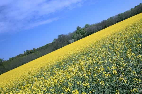 Rapsfeld im Frühjahr — Stockfoto
