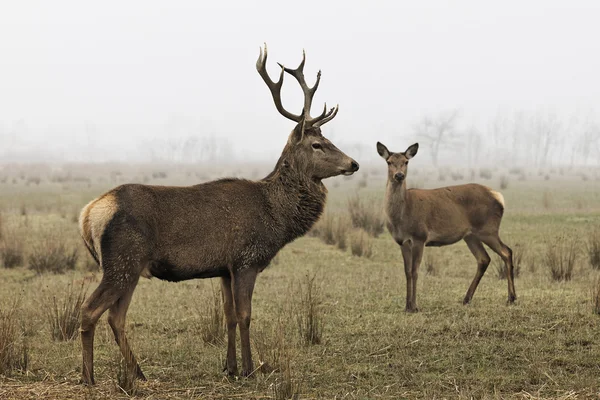 鹿の家族 — ストック写真