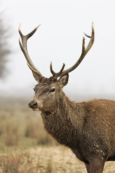 The deer — Stock Photo, Image