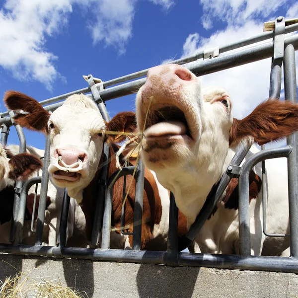 Cabeças de vaca quadradas — Fotografia de Stock