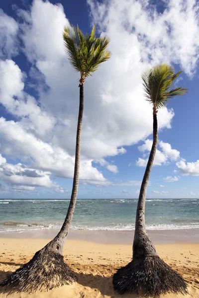 Two palm trees — Stock Photo, Image