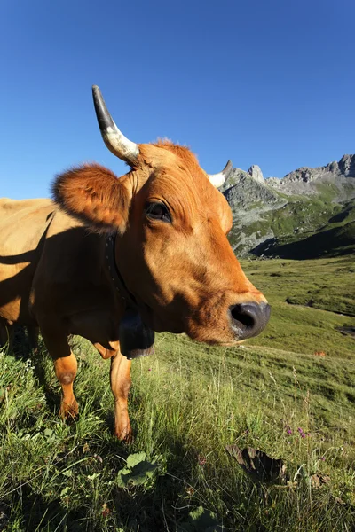 Head of mountain cow — Stock Photo, Image