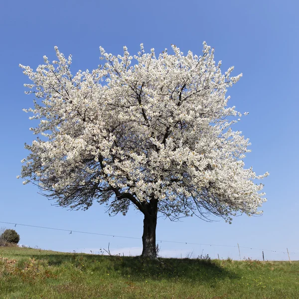 Quadrado de árvore branca — Fotografia de Stock