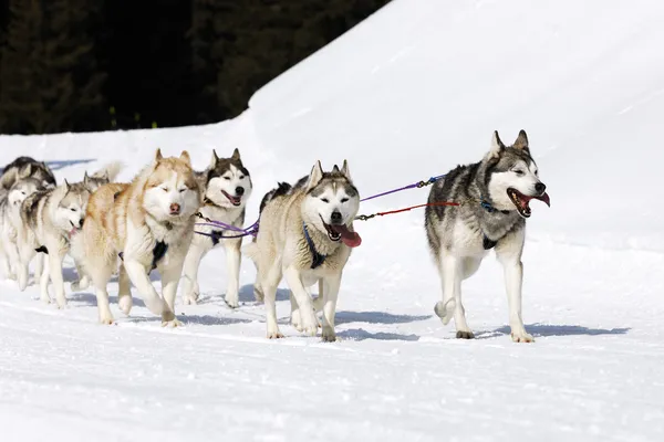 Vintern hundar — Stockfoto