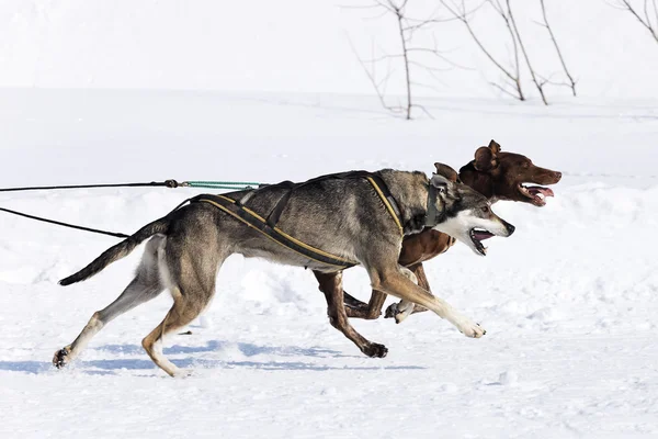 Corrida de cães de neve — Fotografia de Stock
