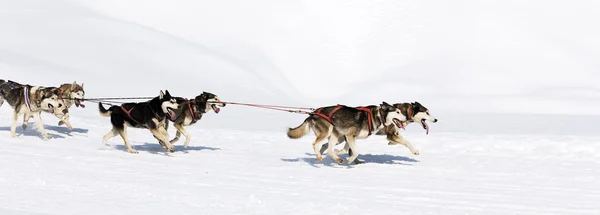 Панорамные собачьи гонки — стоковое фото