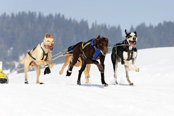 A corrida de cães — Fotografia de Stock