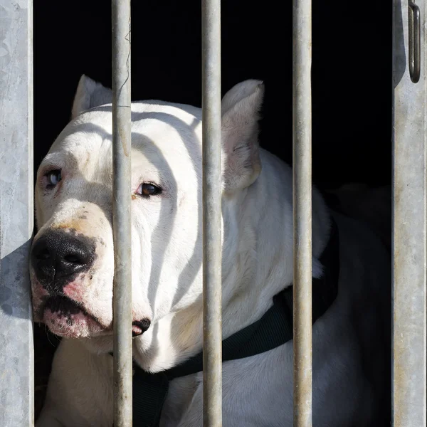 stock image Dangerous dog