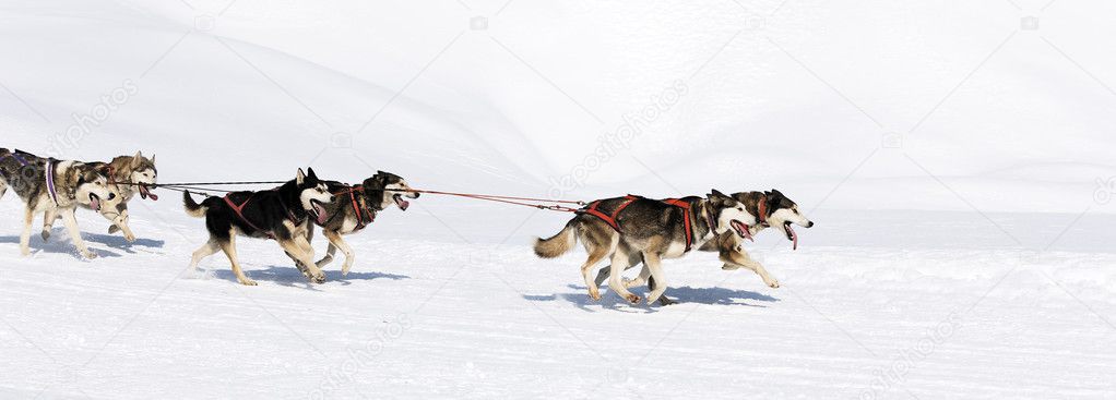 Panoramic dog race