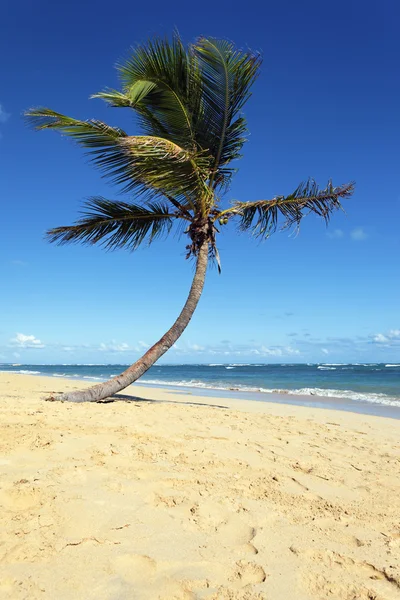 A famosa palmeira — Fotografia de Stock