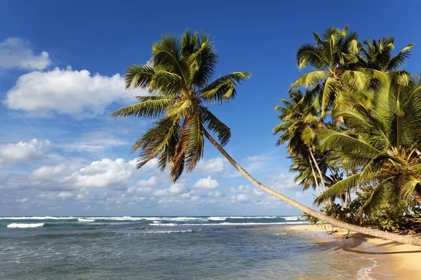 Palm і пляж — стокове фото