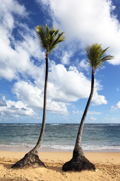 Dos palmeras en una playa —  Fotos de Stock