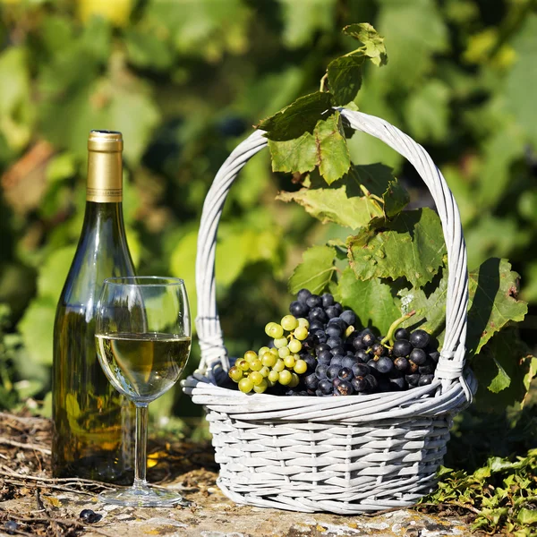 Francouzská vína — Stock fotografie