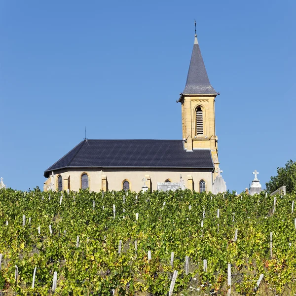 Виноградники и церковь — стоковое фото