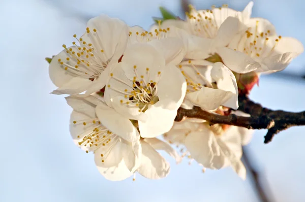 Apricot blossom — Stock Photo, Image