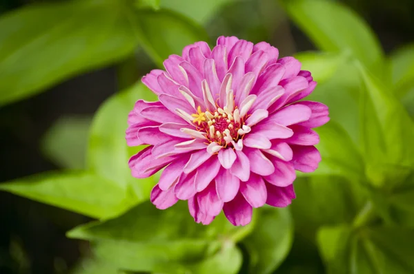 stock image Chrysanthemum