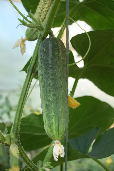 Bright Green Cucumber — Stock Photo, Image