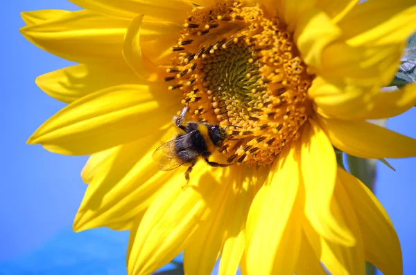 Bumblebee on sunflower — Stock Photo, Image