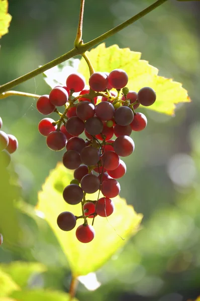 Un ramo de uvas maduras Imagen de archivo