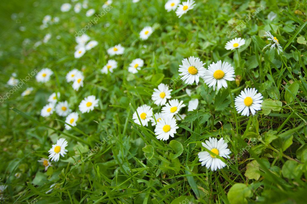 Chamomile flowers on green field — Stock Photo © Mitrofan #5807356