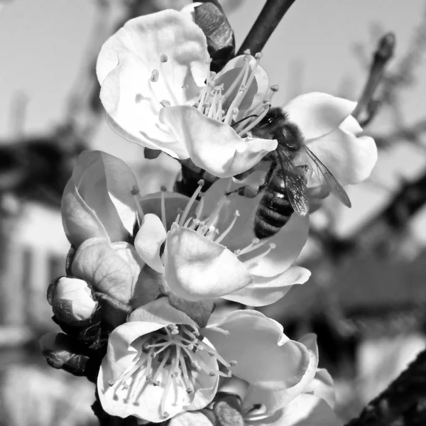 Bee hämtar nektar från blomman — Stockfoto