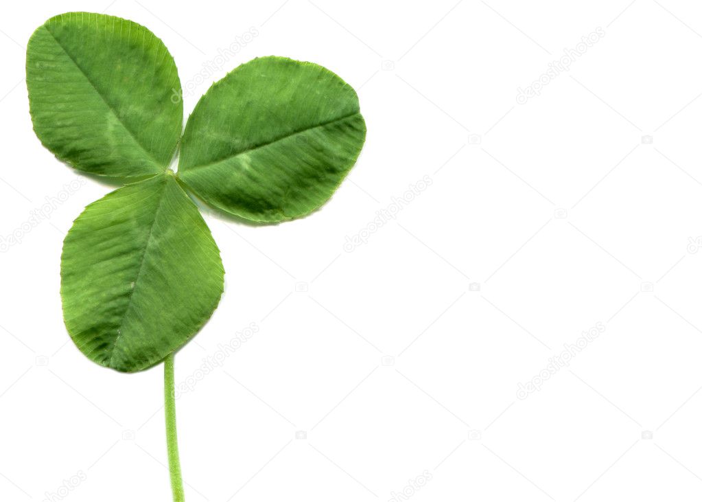 Shamrock — Stock Photo © claudiodivizia #5533935