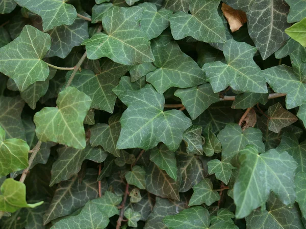 Плющ листя — стокове фото