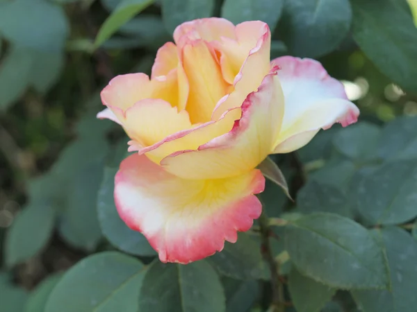 一朵玫瑰 — 图库照片
