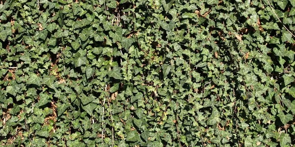 Bluszcz zielony — Zdjęcie stockowe