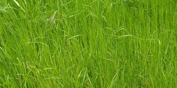 Gräs äng — Stockfoto