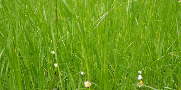 Pradera de hierba —  Fotos de Stock