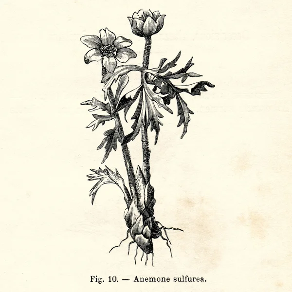 Ročník květiny ilustrace — Stock fotografie