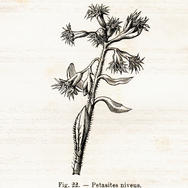 Vintage flowers illustrations — Stock Photo, Image