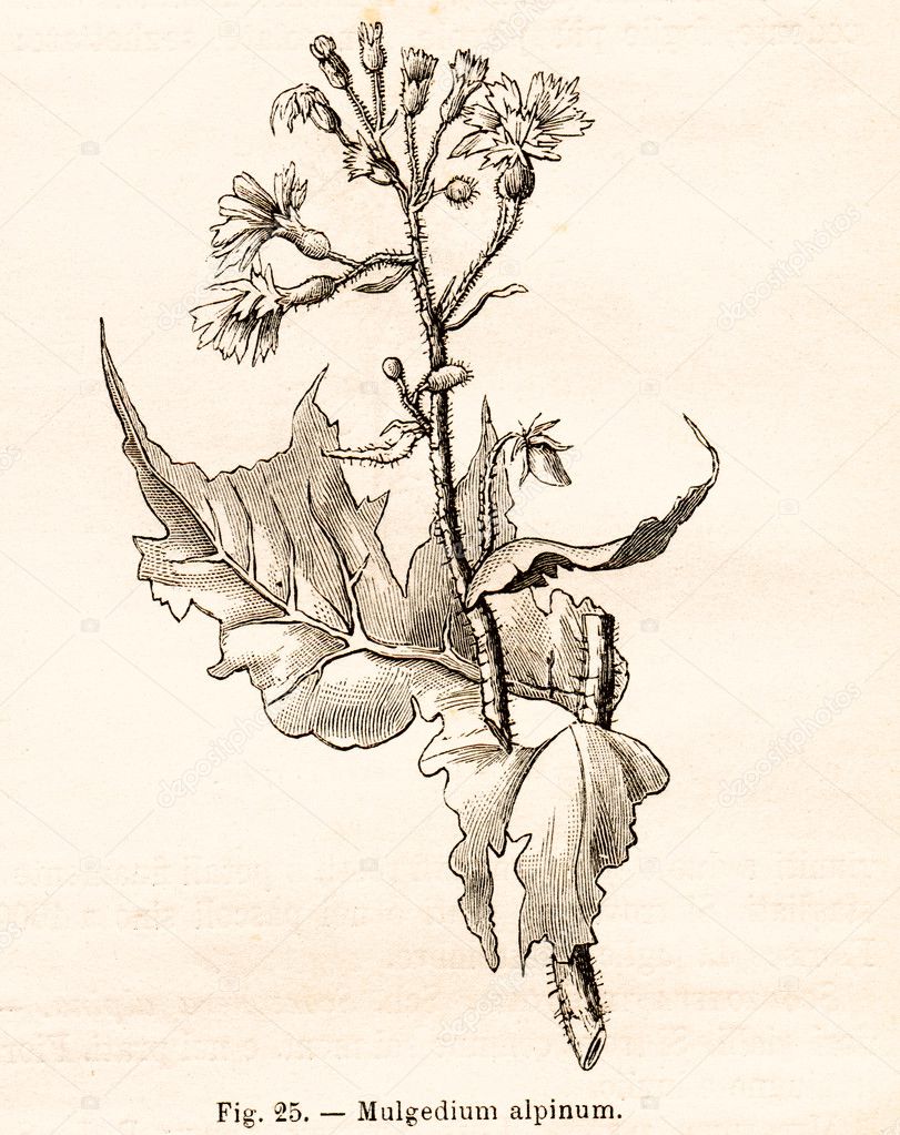 Vintage flowers illustrations