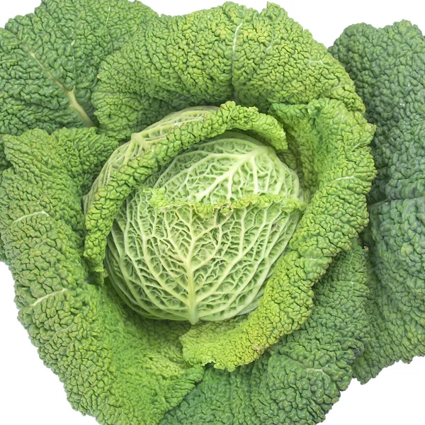 stock image Cabbage