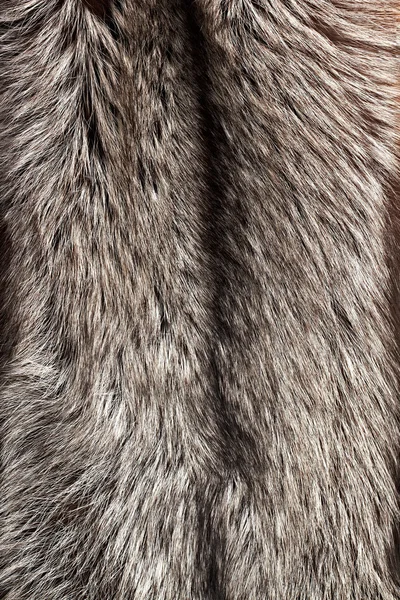 Silver fox fur background