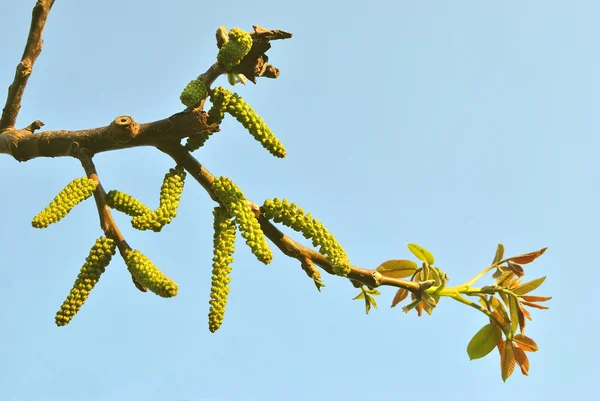 stock image The branch of nut-tree with young leaves and catkins in the morning sunshin