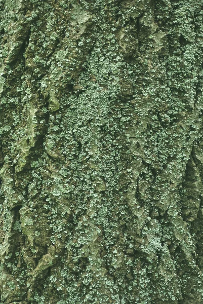 A casca cinzenta escura da árvore com líquenes verde-azuis — Fotografia de Stock