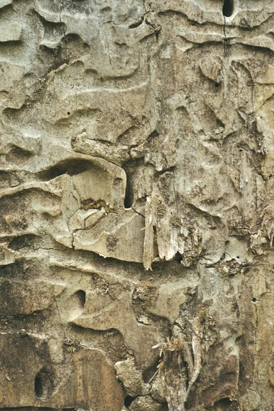 Поверхня стебла лісового дерева без кори і з доріжками шкідників рослин — стокове фото