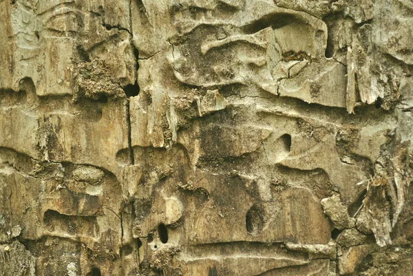 Поверхня стебла лісового дерева без кори і з доріжками шкідників рослин — стокове фото