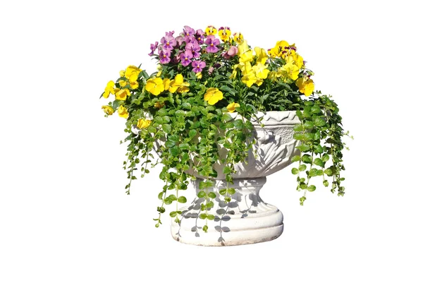 Sarı, pembe ve mor çiçekli beyaz pot — Stok fotoğraf
