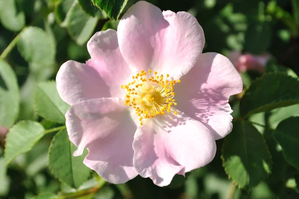 stock image The pink flower of dog-rose against dark background