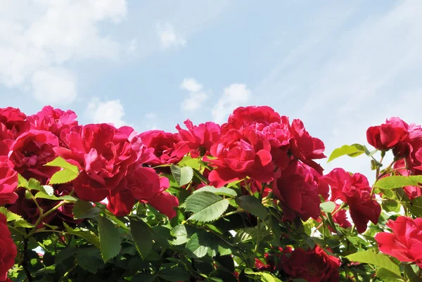 stock image The red flowers of rose against light blue sky with white clouds