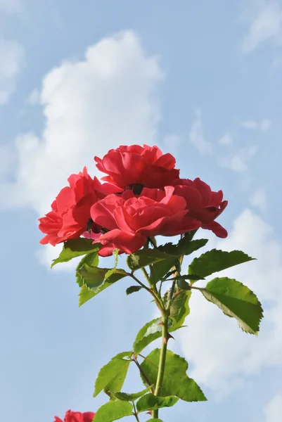 Die roten Blüten der Rose gegen den hellblauen Himmel mit weißen Wolken — Stockfoto