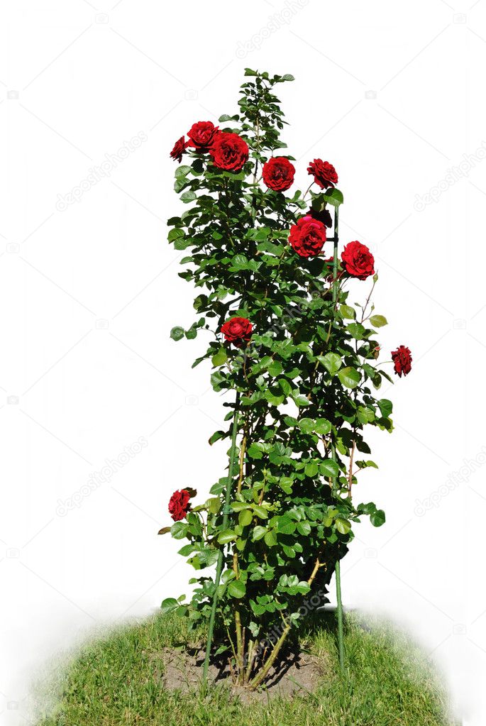 The green bush of rose with red flowers