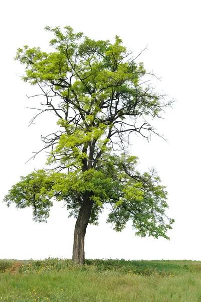 Un albero solitario — Foto Stock