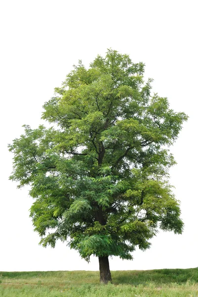 Yalnız bir ağaç — Stok fotoğraf