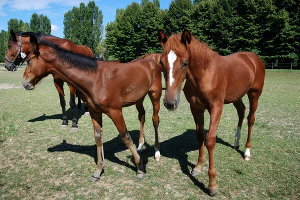 Foals y mare en la granja —  Fotos de Stock