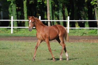 Foal on the farm on summer day clipart