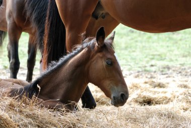 Foal resting in the hay